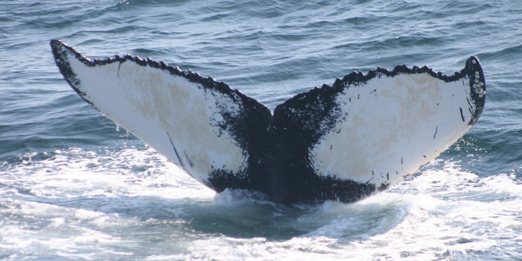 Salt, our adoptee, the humpback whale lady image on the project list page on ice-back projects